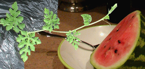 melon vine