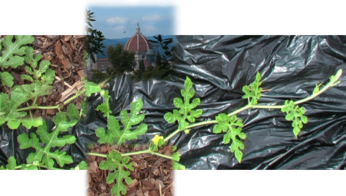 melon vine logo with the duomo in florence added at the top